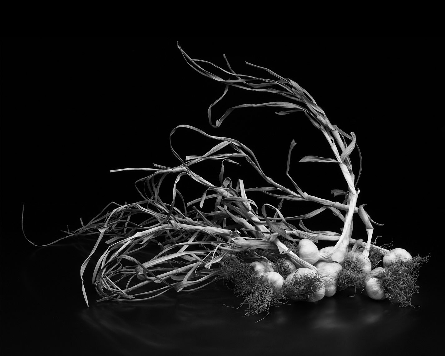 garlic as art, Rose Hodges Food Photography San Francisco