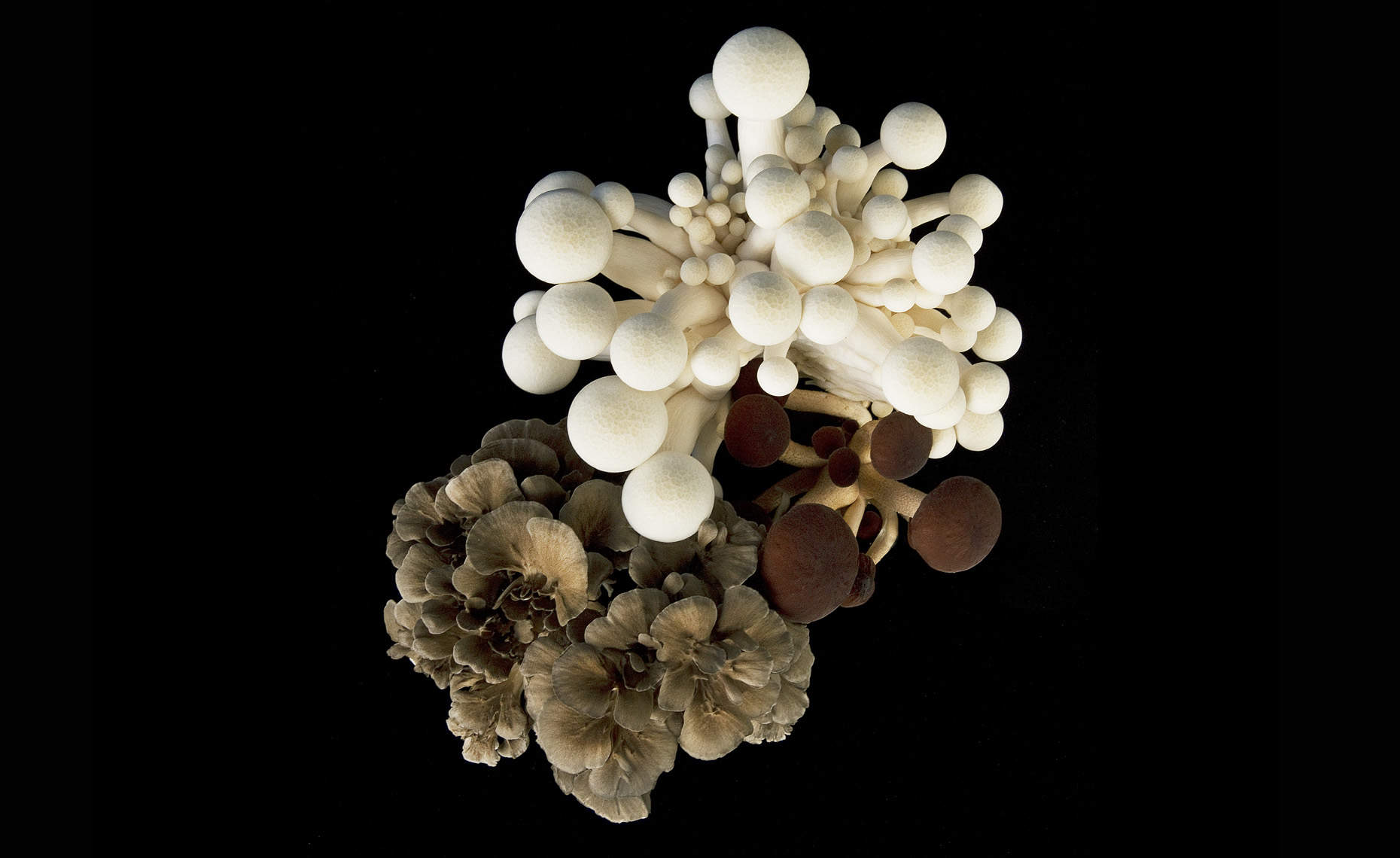 san francisco food  photographer, New York, Mushroom 