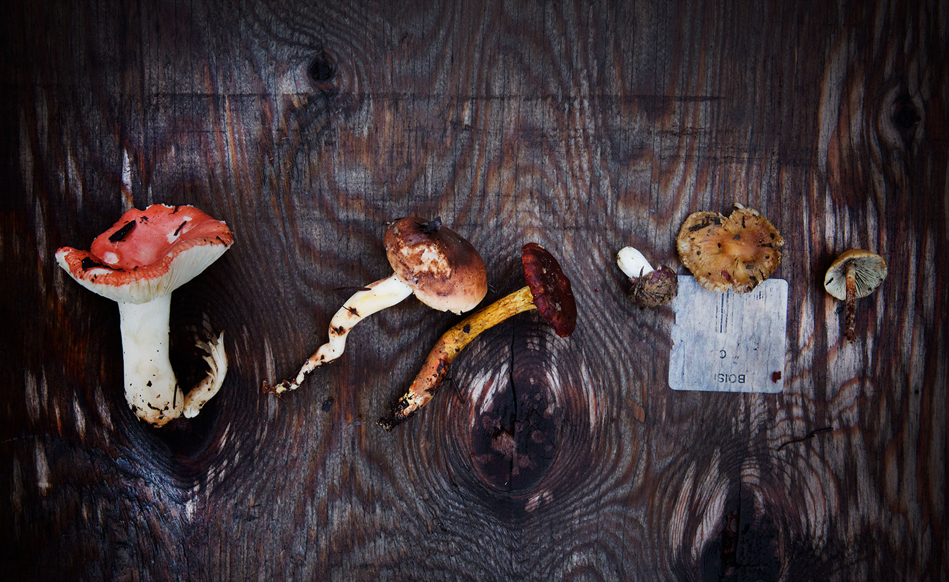 Mushrooms Foraged, Rose Hodges Food Photography