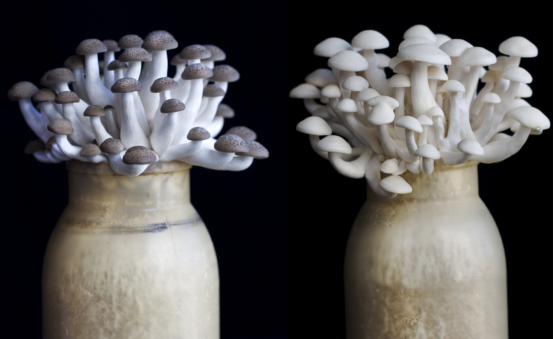san francisco food  photographer, New York, mushrooms