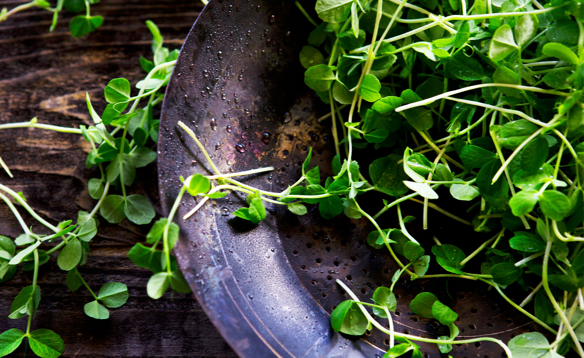Greens, Rose Hodges Food Photography