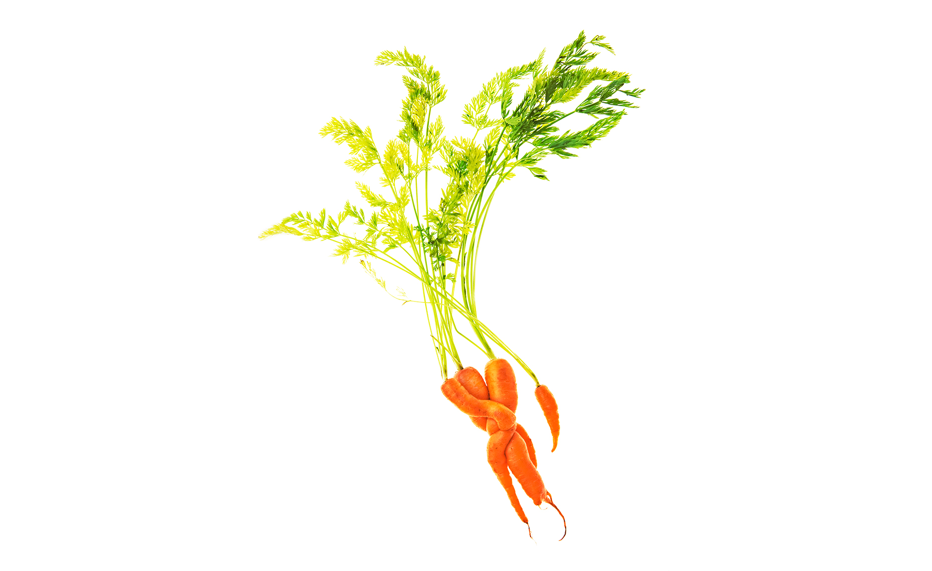 carrots-WEB