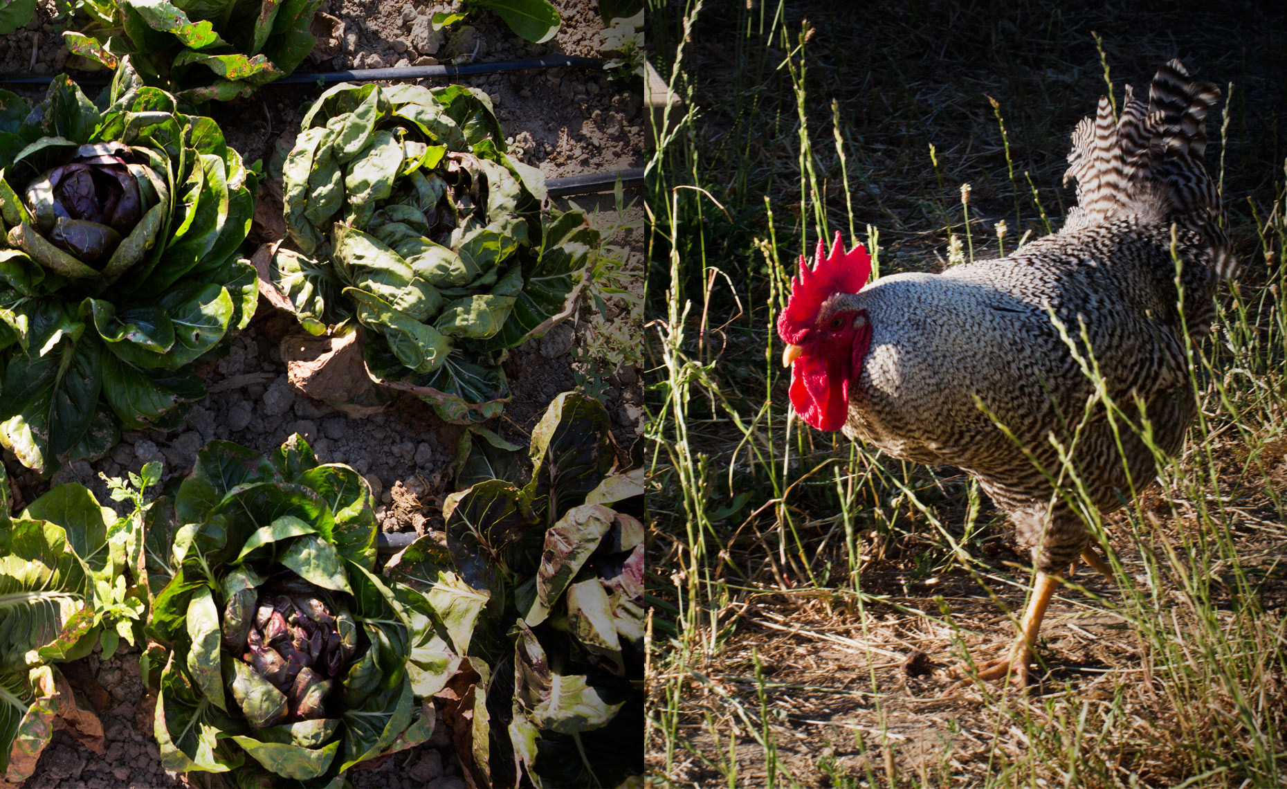 san francisco food photographer, farm checken