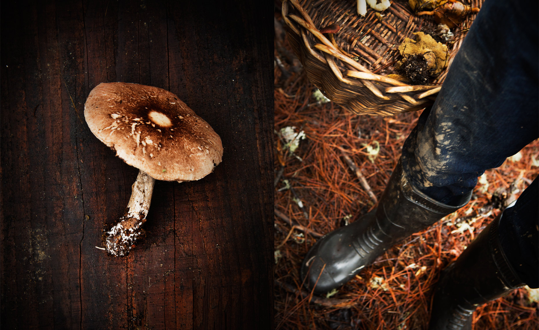 san francisco food photographer, mushroom hunt