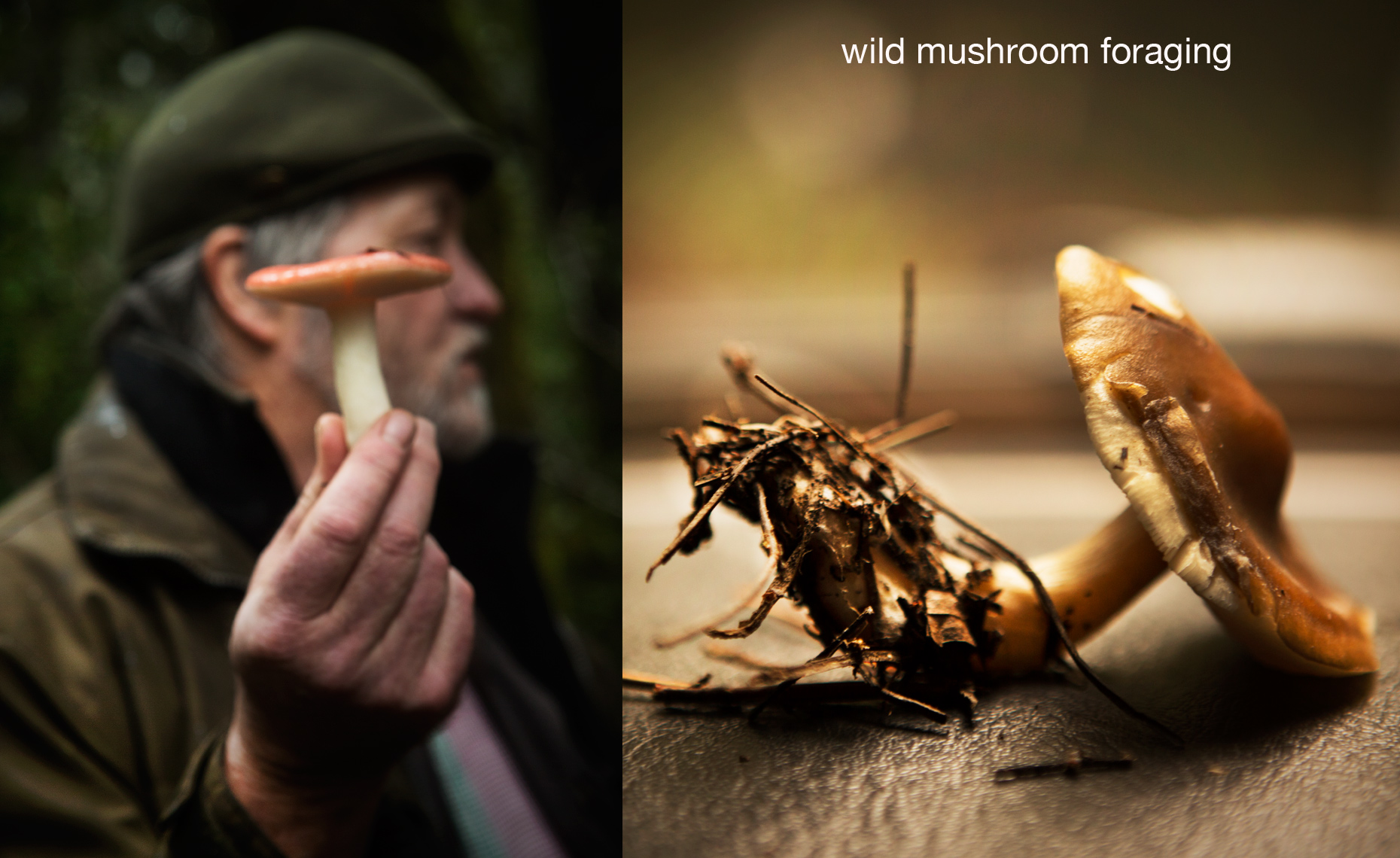 food photography san francisco, mushroom forage