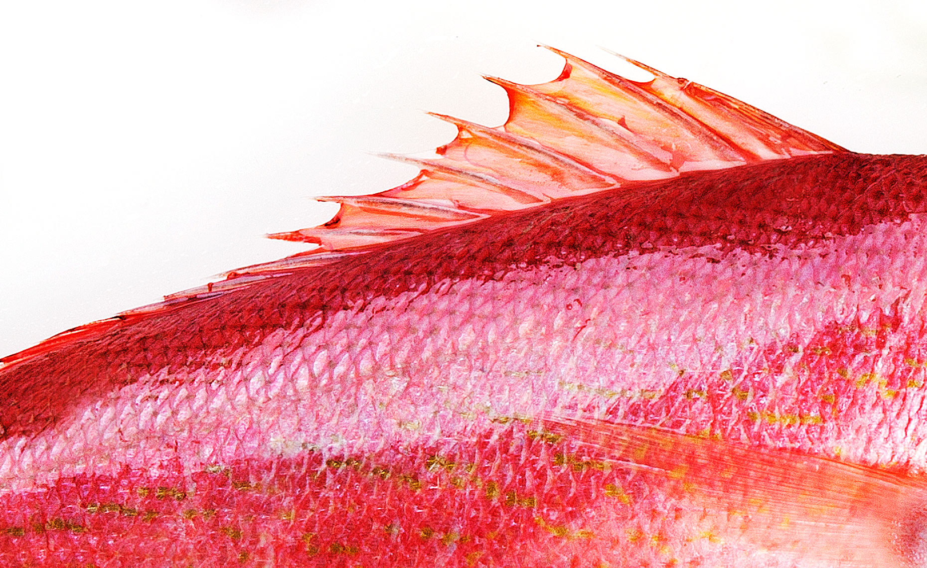 Red Snapper, Fish, Fresh, Rose Hodges Food Photography